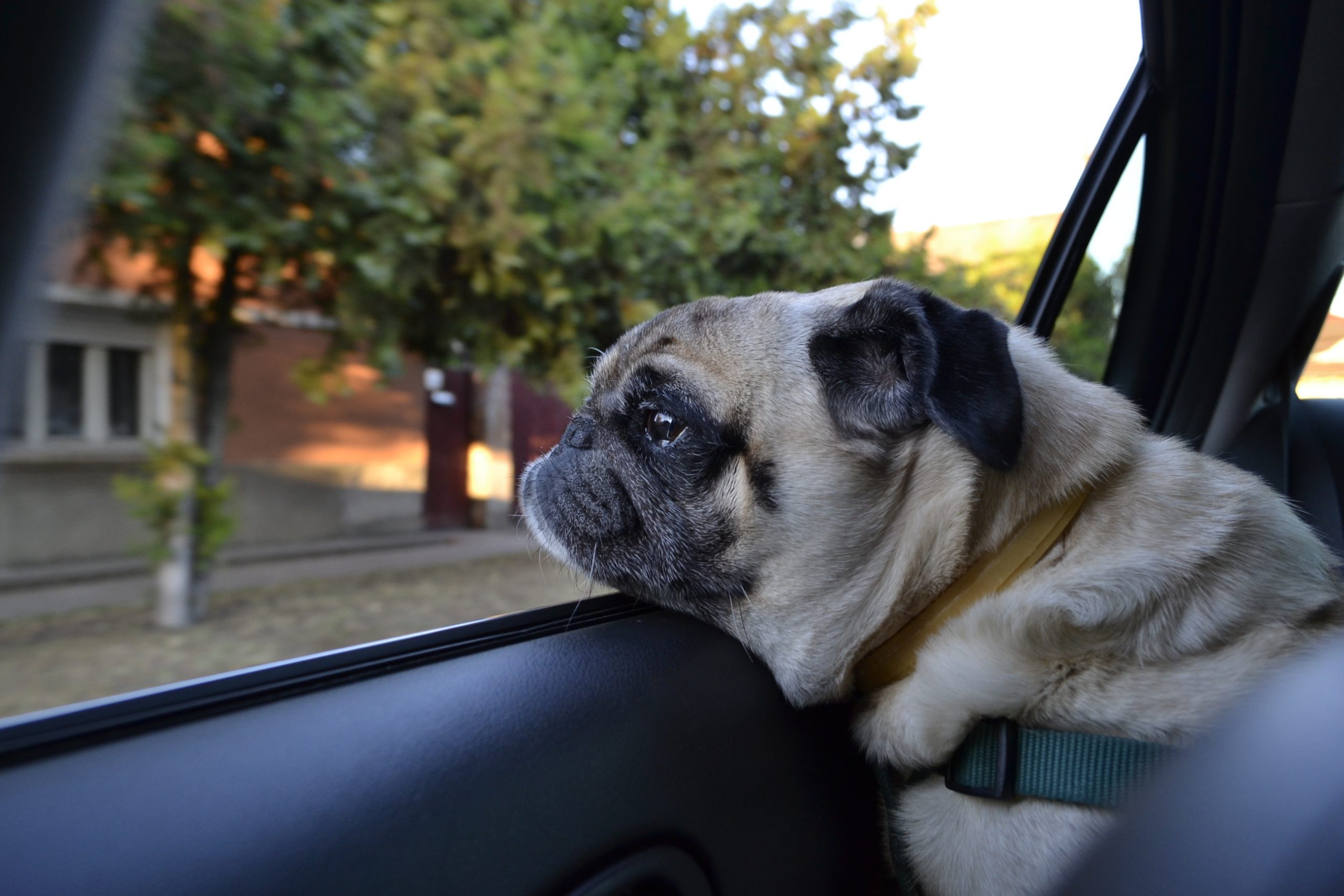 Hund bei Hitze im Auto So können Sie helfen